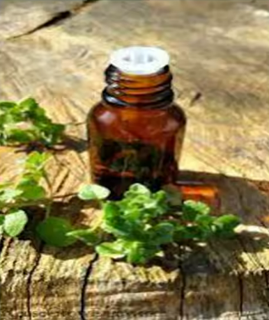 High Quality Pure Organic 100% Natural Marjoram Essential Sweet Oil Carrier Oil